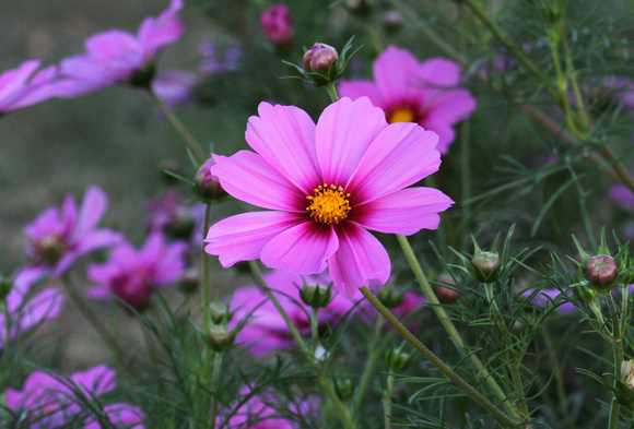 Cosmos bipinnatus II