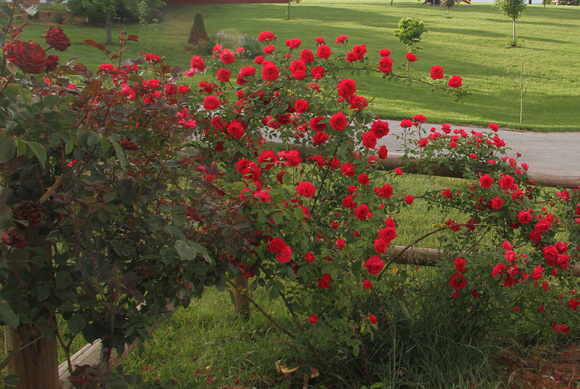 Blaze Climbing Roses 2010