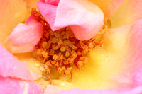 Love & Peace Rose Close-up III