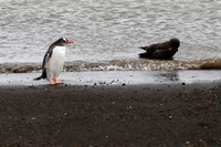 Penguin and Skua