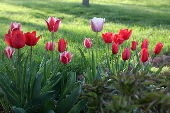 Tulips 2017