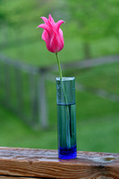 Tulip in a Vase