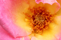 Love & Peace Rose Close-up I