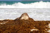 Seaweeds Invade Orient Beach Rendezvous, Saint-Martin 2014