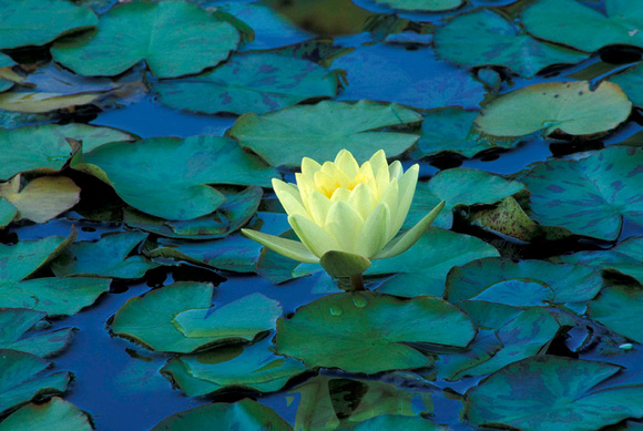 Yellow Waterlily In Twilight